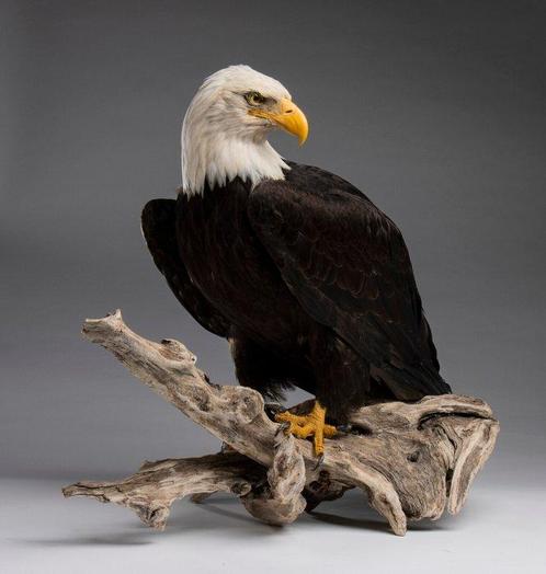 Zeldzame kale adelaar - fijne voet Taxidermie volledige, Verzamelen, Dierenverzamelingen