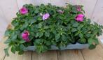 Vlijtigliesjes in een bak 12 stuks roze, Tuin en Terras, Planten | Tuinplanten, Verzenden