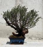 Bonsai Tijm - Hoogte (boom): 25 cm - Diepte (boom): 33 cm -