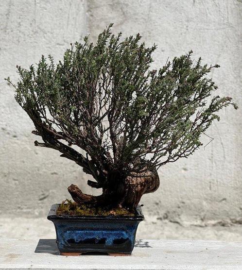 Bonsai Tijm - Hoogte (boom): 25 cm - Diepte (boom): 33 cm -, Antiek en Kunst, Curiosa en Brocante