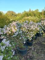 Sering Syringa, Tuin en Terras, Planten | Struiken en Hagen, Ophalen