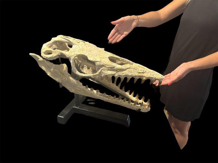 Prachtige versteende schedel - Fossiele schedel -, Verzamelen, Mineralen en Fossielen