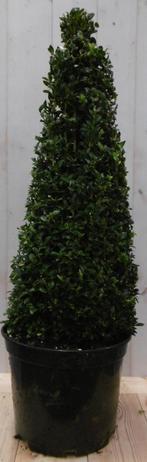 Buxus Piramide 90 cm - Warentuin Natuurlijk, Tuin en Terras, Planten | Tuinplanten, Verzenden
