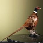 Fazant Taxidermie Opgezette Dieren By Max, Verzamelen, Dierenverzamelingen, Ophalen of Verzenden, Nieuw, Vogel, Opgezet dier