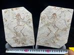 Fossiele matrix - Genibatrachus baoshanensis - 20 cm - 14.5, Verzamelen, Mineralen en Fossielen