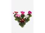 Cyclamen - mix of 6, Huis en Inrichting, Kamerplanten, Verzenden