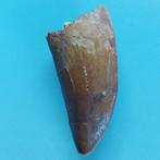 Dinosaurus - Fossiele tand - Carcharodontosaurus sp. - 70 mm