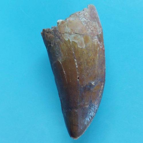 Dinosaurus - Fossiele tand - Carcharodontosaurus sp. - 70 mm, Verzamelen, Mineralen en Fossielen