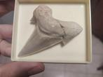 Haai - Fossiele tand - Otodus obliquus - 7 cm - 5 cm