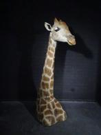 Northern Giraffe - standing neckmount Bot - Giraffa, Nieuw