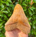 Megalodon - Fossiele tand - 14 cm - 11 cm, Verzamelen, Mineralen en Fossielen
