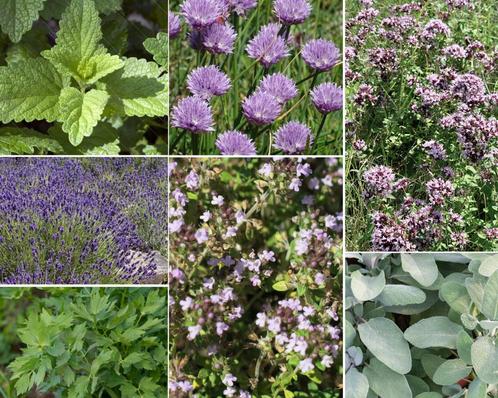 Borderpakket - Keukenkruiden - 3 m2 - 3 m2, Tuin en Terras, Planten | Bomen, Ophalen of Verzenden