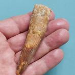 Dinosaurus - Fossiele tand - Spinosaurus aegyptiacus - 85 mm, Verzamelen