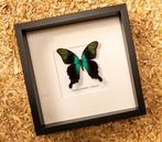 Vlinder Taxidermie volledige montage - Papilio peranthus -, Nieuw
