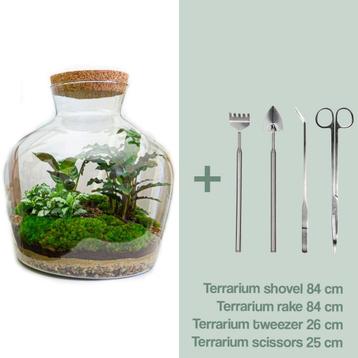 DIY terrarium -  Fat Joe -  30 cm beschikbaar voor biedingen
