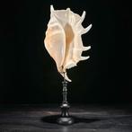 Decoratief ornament (2) - NO RESERVE PRICE - Stunning