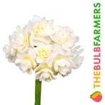 The Bulb Farmers - 40 x Narcis Erlicheer - creme, Verzenden, Najaar, Volle zon, Bloembol