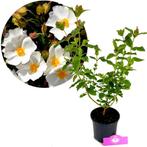 Cistus x hybridus + pot 14cm, Tuin en Terras, Planten | Tuinplanten, Verzenden