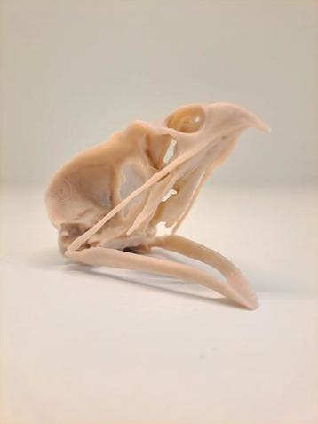 3D geprinte schedel van een Valk beschikbaar voor biedingen