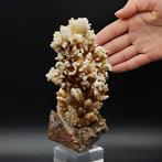 GROTE WITTE CALCITE BLOEM op CALCITE SCALENOËDER, Sardinië