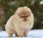Pomeriaan | Pomeranian | Pup | FCI | Puppy | Stamboom | Pom