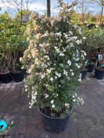 Choisya ternata White Dazzler Mexicaanse oranje bloesem, Tuin en Terras, Ophalen