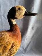 Witte-gezicht Fluitende Eend Taxidermie volledige montage -, Nieuw