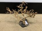 Osaka Bonsai Tree nr 12 - 45x30x30cm - aquascaping boom, Dieren en Toebehoren, Ophalen of Verzenden, Nieuw, Plant(en), Steen of Hout