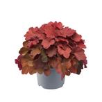 Heuchera cinnamon stick (Winterharde planten), Bodembedekkers, Volle zon, Vaste plant, Ophalen of Verzenden