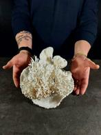composé van koraal Taxidermie volledige montage -, Nieuw