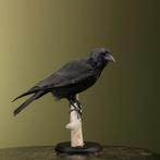 Kraai Taxidermie Opgezette Dieren By Max, Ophalen of Verzenden, Nieuw, Vogel, Opgezet dier
