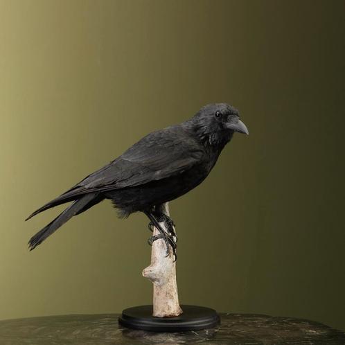 Kraai Taxidermie Opgezette Dieren By Max, Verzamelen, Dierenverzamelingen, Opgezet dier, Nieuw, Vogel, Ophalen of Verzenden