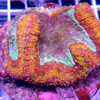 Symphyllia (green/red bicolor) S (Ong. 5-7 cm), Ophalen of Verzenden, Nieuw