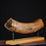 Fossiele slagtand van Mammuthus Primigenius - Schat van het, Nieuw