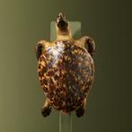 Schildpad Antiek Taxidermie Opgezette Dieren By Max, Verzamelen, Ophalen of Verzenden, Nieuw, Reptiel of Amfibie, Opgezet dier