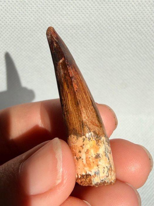 Dinosaurus - Fossiele tand - Spinosaurus aegyptiacus - 4.4, Verzamelen, Mineralen en Fossielen