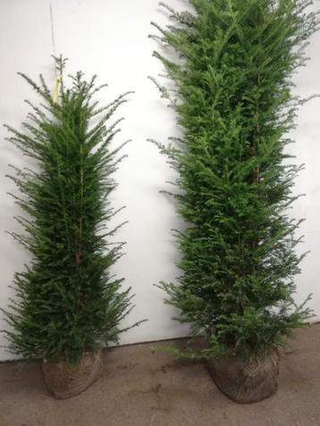 Goedkoopste haag planten taxus ilex laurier beuken liguster beschikbaar voor biedingen