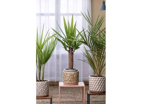 Indoorpalm - mix of 3, Huis en Inrichting, Kamerplanten, Verzenden