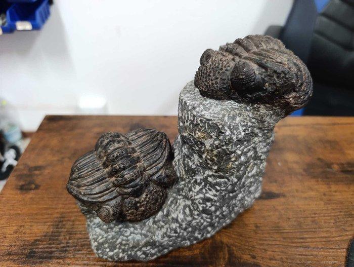 Trilobiet - Gefossiliseerd dier - Droptops megalomanicus -, Verzamelen, Mineralen en Fossielen