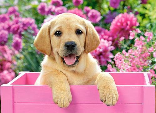 Labrador puppy in pink box Castorland B-030071 (Puzzels), Hobby en Vrije tijd, Denksport en Puzzels, Overige typen, Nieuw, Ophalen of Verzenden