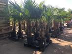 Mediterrane beplanting: Palmen/Olijven/Citrus/Yucca/Vijgen, Tuin en Terras, Planten | Bomen, In pot, Zomer, Volle zon, Ophalen