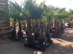 Mediterrane beplanting: Palmen/Olijven/Citrus/Yucca/Vijgen