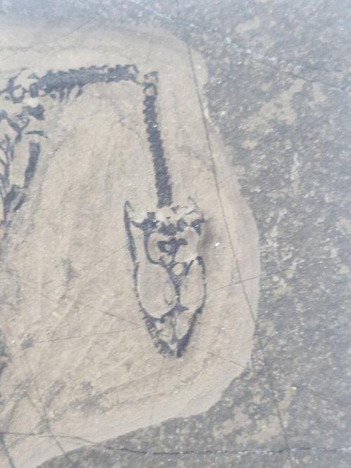Vis - Gefossiliseerd dier - Keichousaurus - 6 cm, Verzamelen, Mineralen en Fossielen