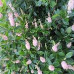 Clethra alnifolia Pink spire Schijnels, Ophalen