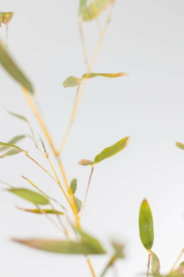 Bamboe / Phyllostachys Bissetii 175-200 cm, Tuin en Terras, Planten | Struiken en Hagen