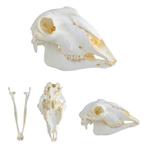Anatomie model schedel van een schaap, Verzenden, Nieuw