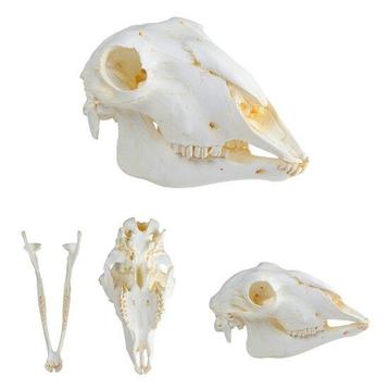 Anatomie model schedel van een schaap beschikbaar voor biedingen
