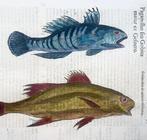 Aldrovandi; Folio with 4 hand coloured woodcuts: Gobius,