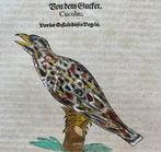 Conrad Gesner - Vogelbuch - 1600