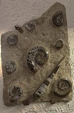 Ammoniet - Fossiele plaatmatrix - 78 cm - 60 cm